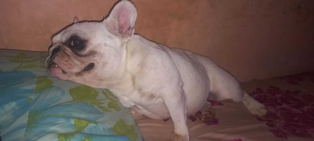 Buldogue francês  femea - Foto 3