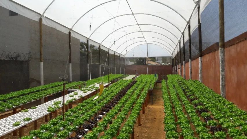 Estufa Hidropônica *Excelente Oportunidade de Negócio* - Foto 5
