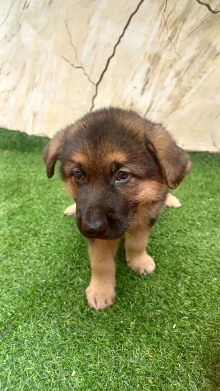    Filhote de Pastor Alemão lindos  - Foto 3