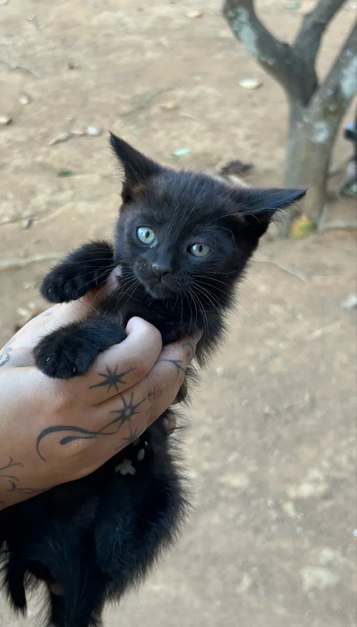 Gato
