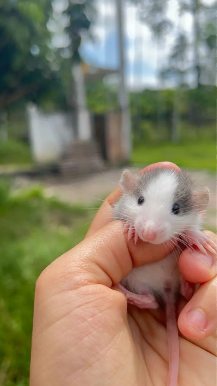 RATO TWISTER/ MERCOL - Foto 2