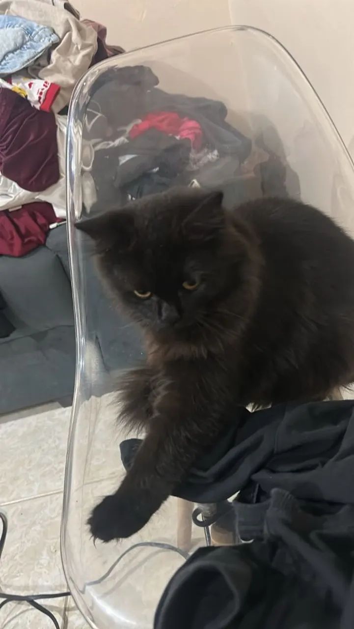 Procura gatinho perdido  - Foto 3