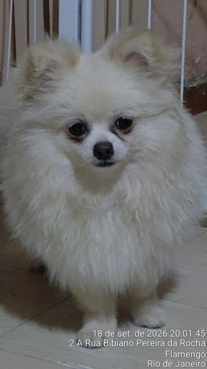 Cão Spitz Alemão (Lulu da Pomerânia)