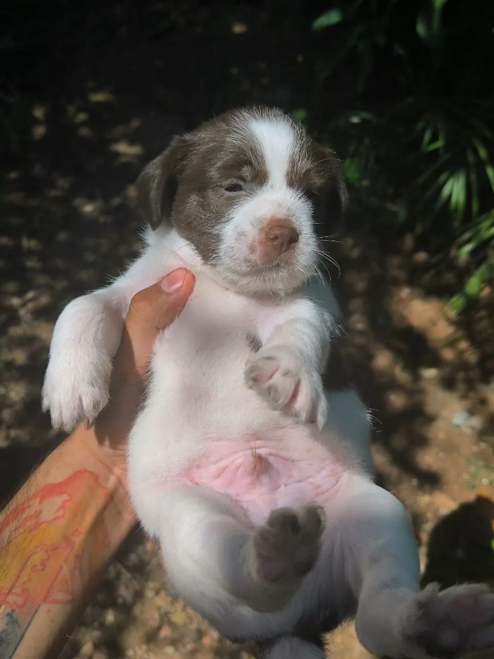 Doação de filhote  - Foto 4