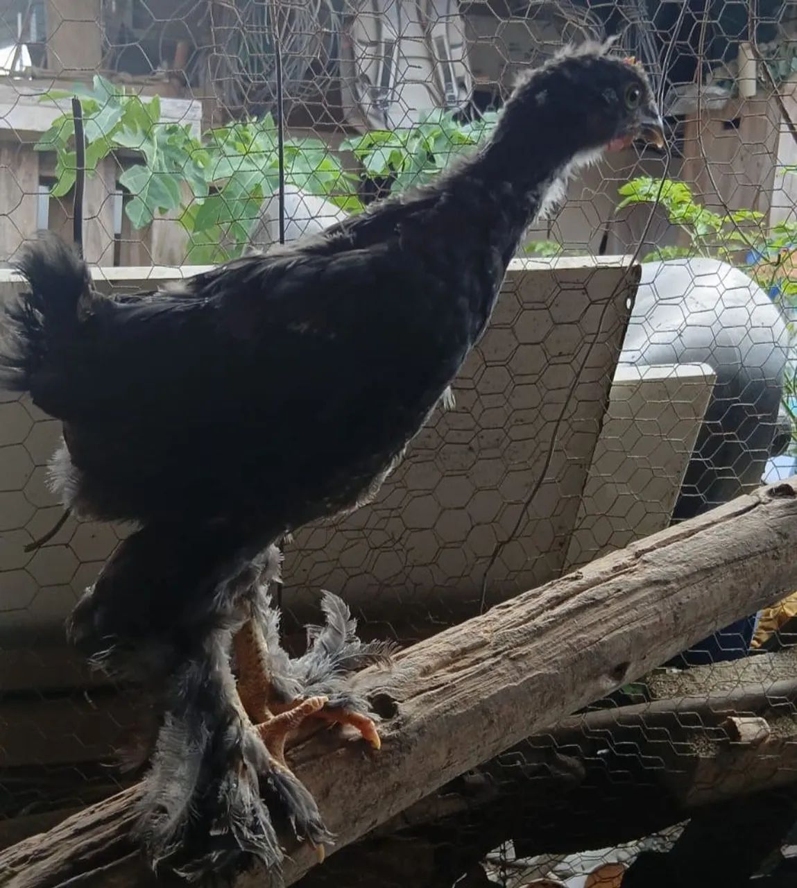 Vendo pintinhos da raça Brahma  - Foto 2