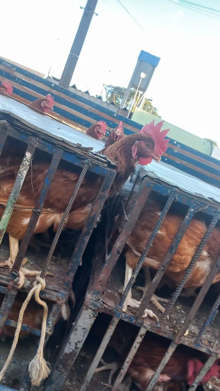 Galinhas rodias vivas ou abatidas 