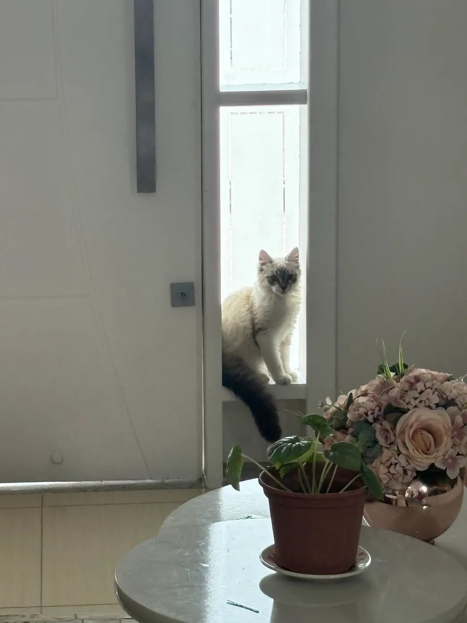 Doa-se gatinho macho  - Foto 4