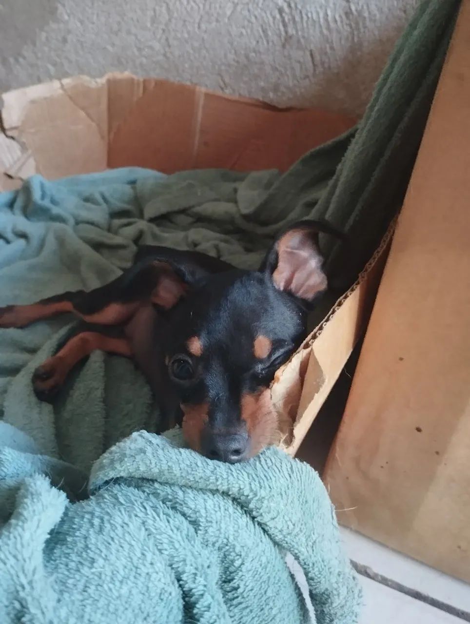 Pinscher machinho  - Foto 2