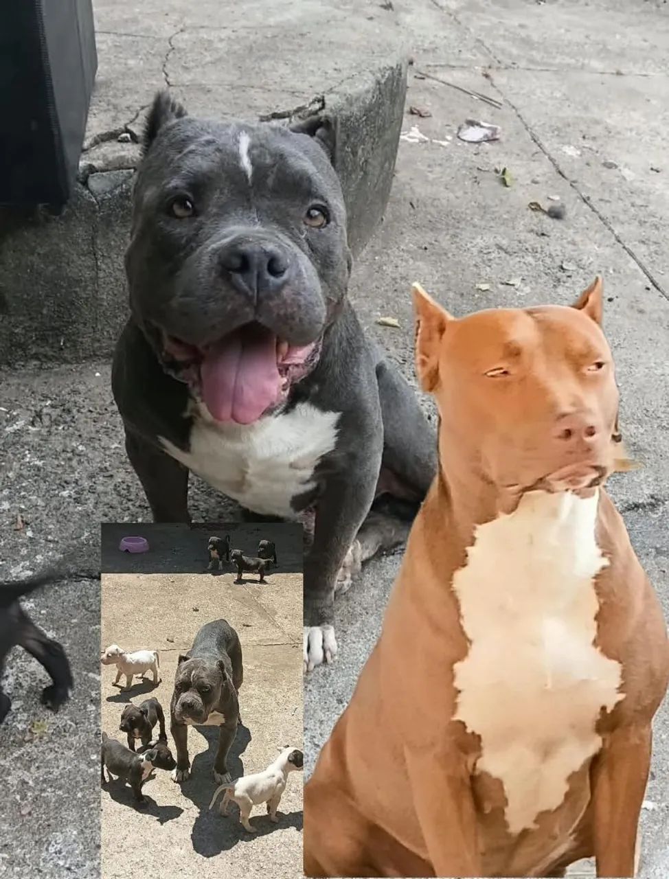 Pit Bull 350 chega junto  - Foto 2