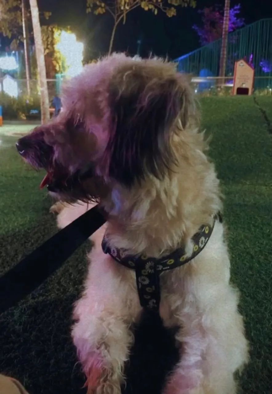 DOAÇÃO POODLE 5 ANOS - Foto 2