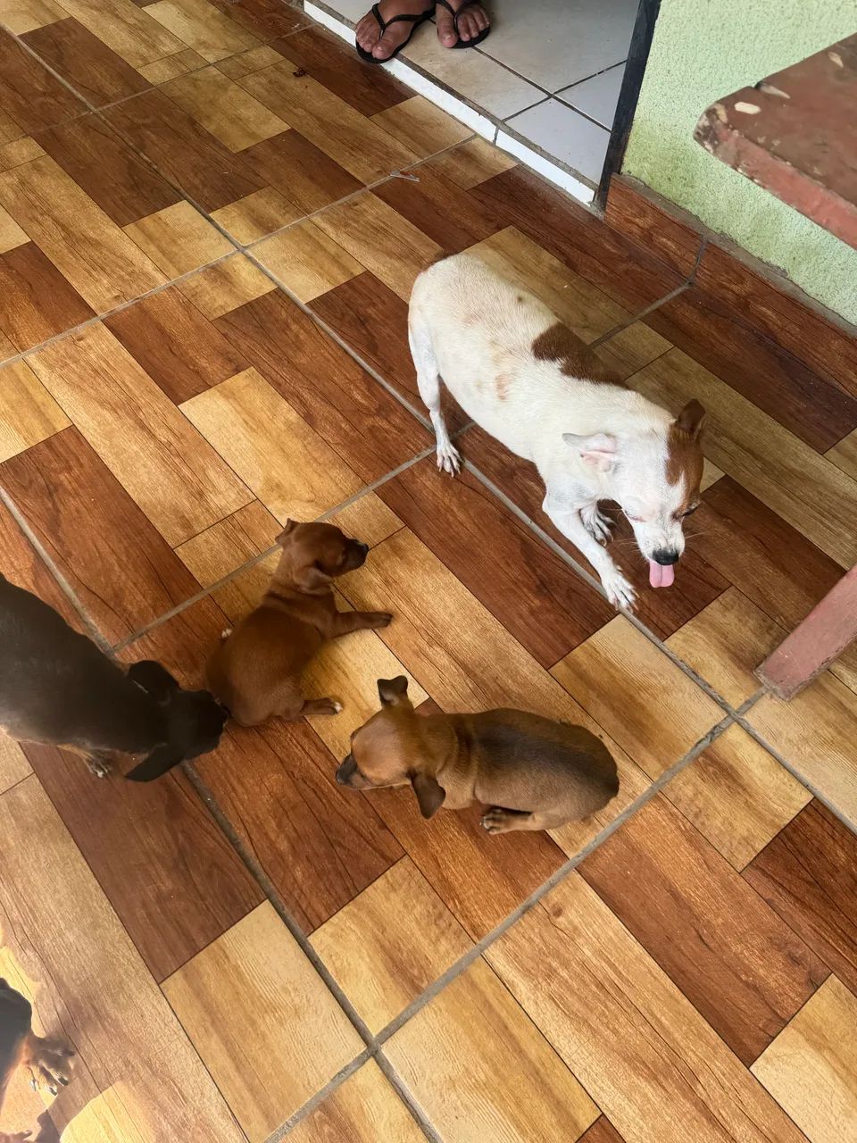 Filhotes de Pinscher  - Foto 5