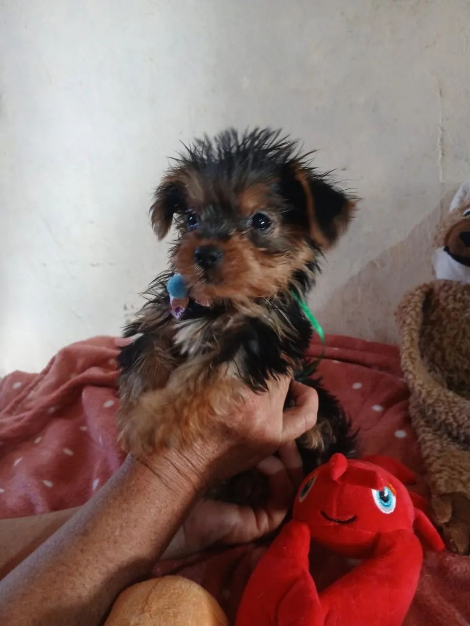 Filhote de cachorro yorkshire macho 