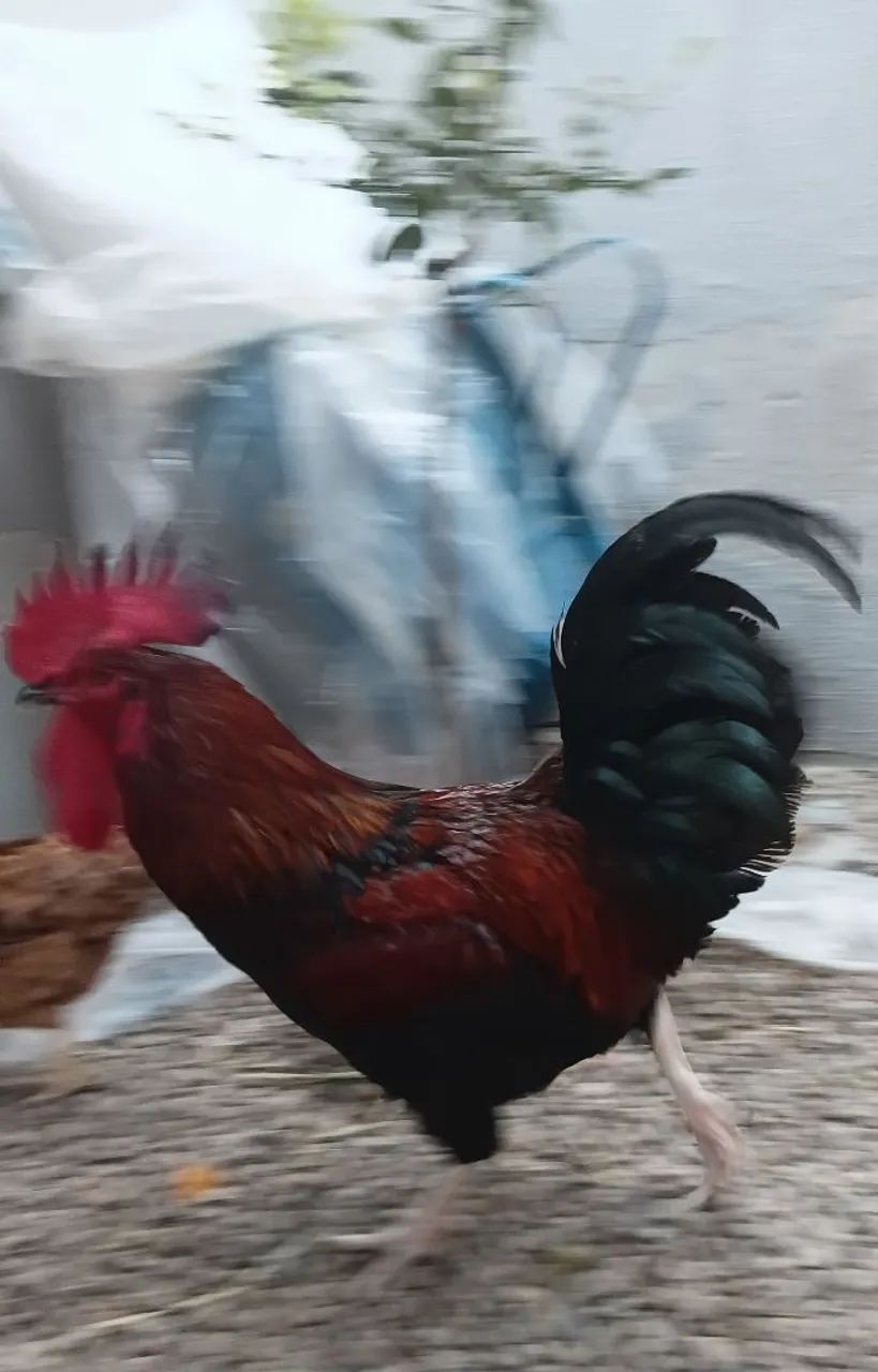Galinha e o galo 