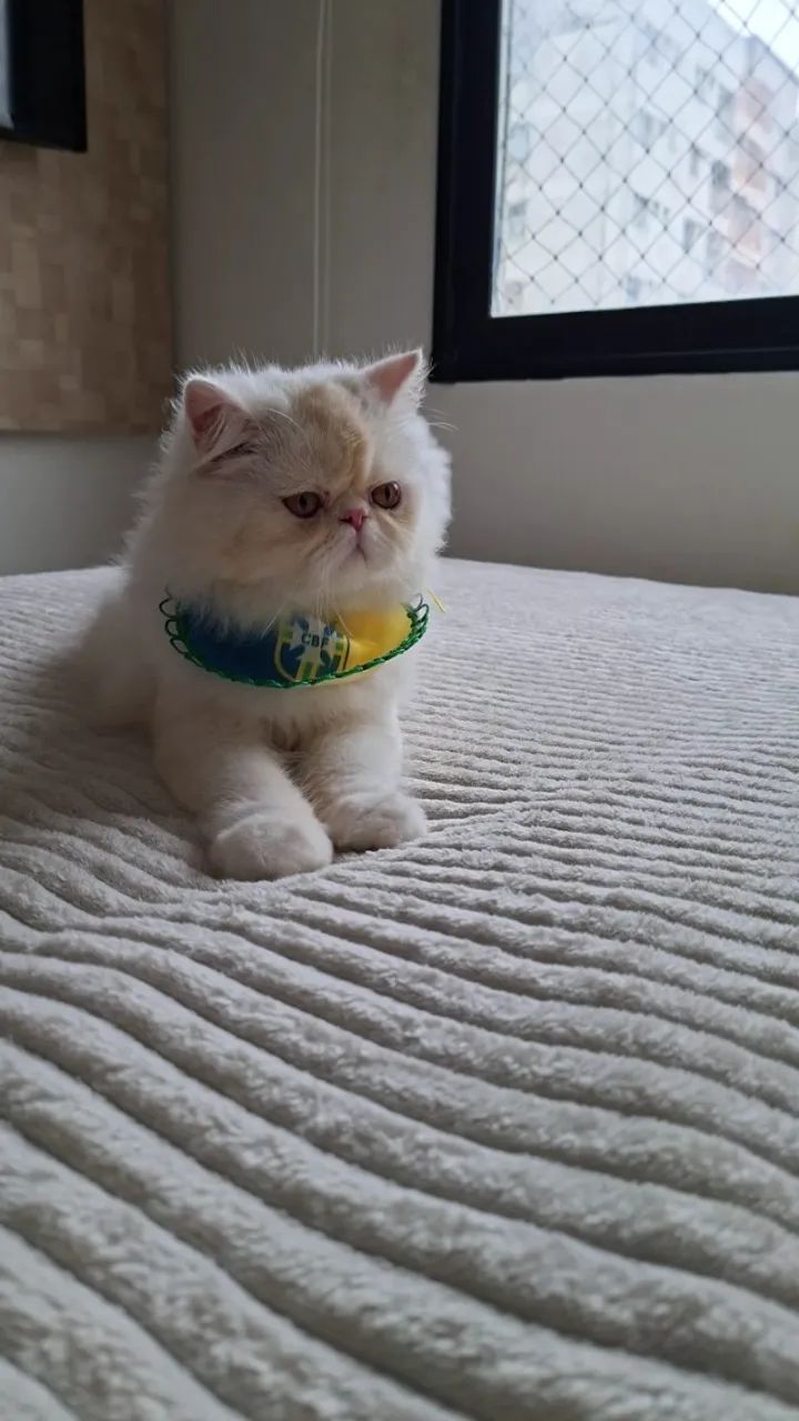 Gato Persa - Foto 2
