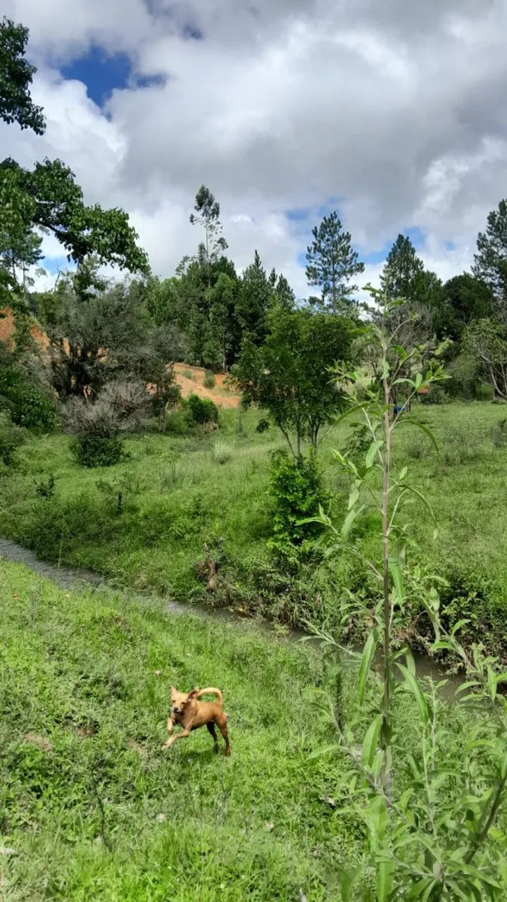 CHACARA 2 HECTARES A VENDA EM ANITAPOLIS  - Foto 5