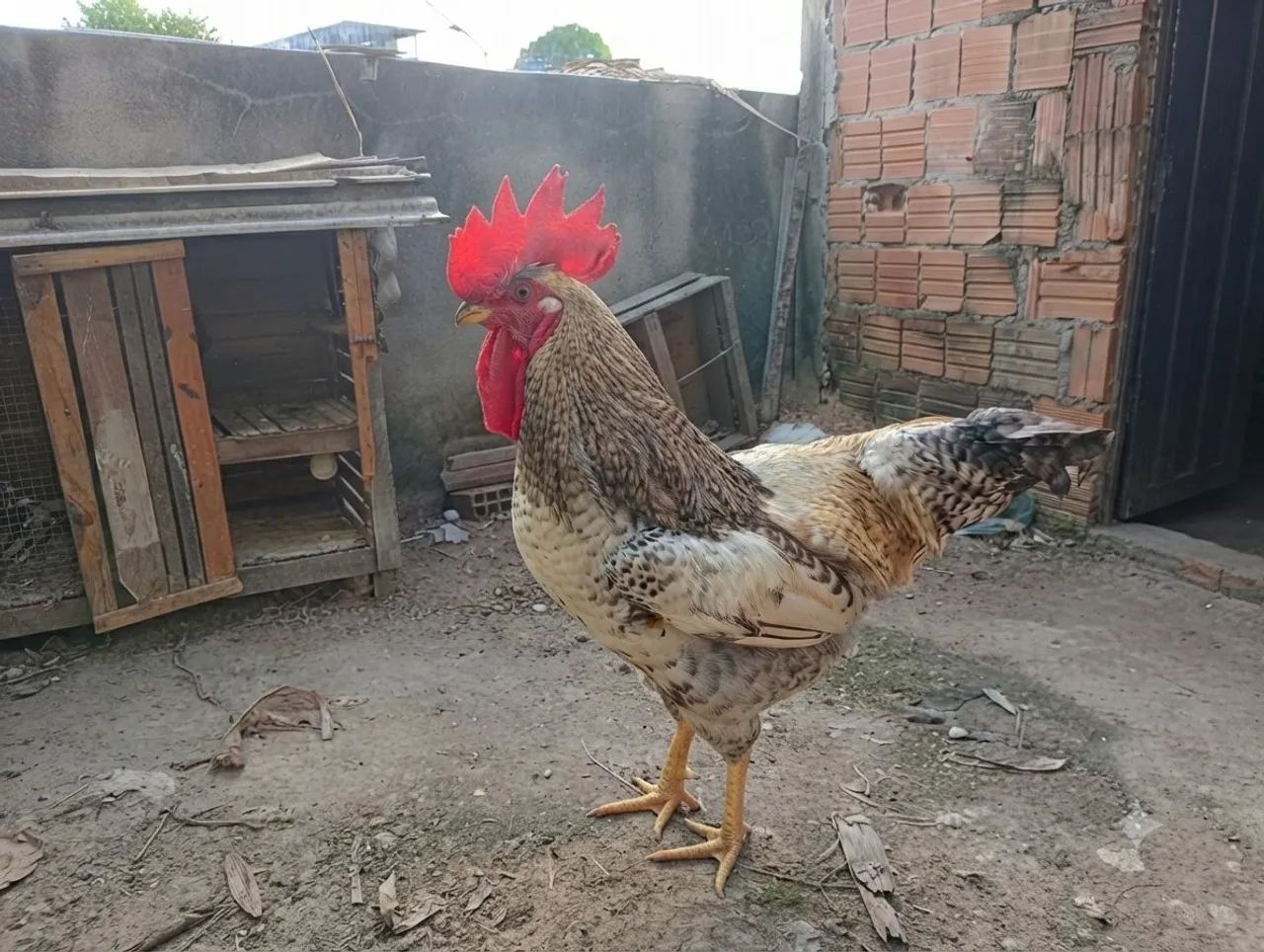Galo - Foto 3