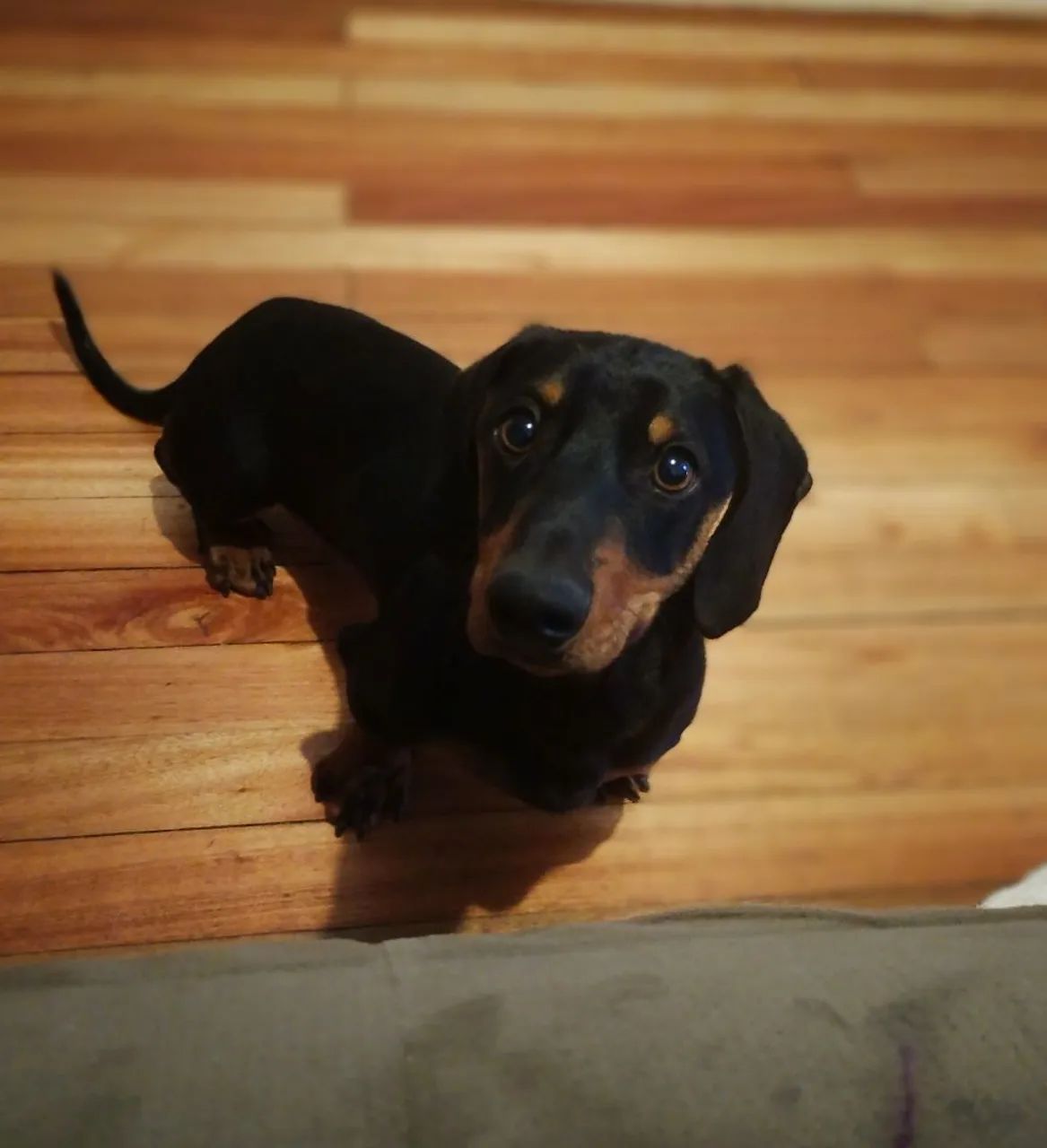 Dachshund  - Foto 2