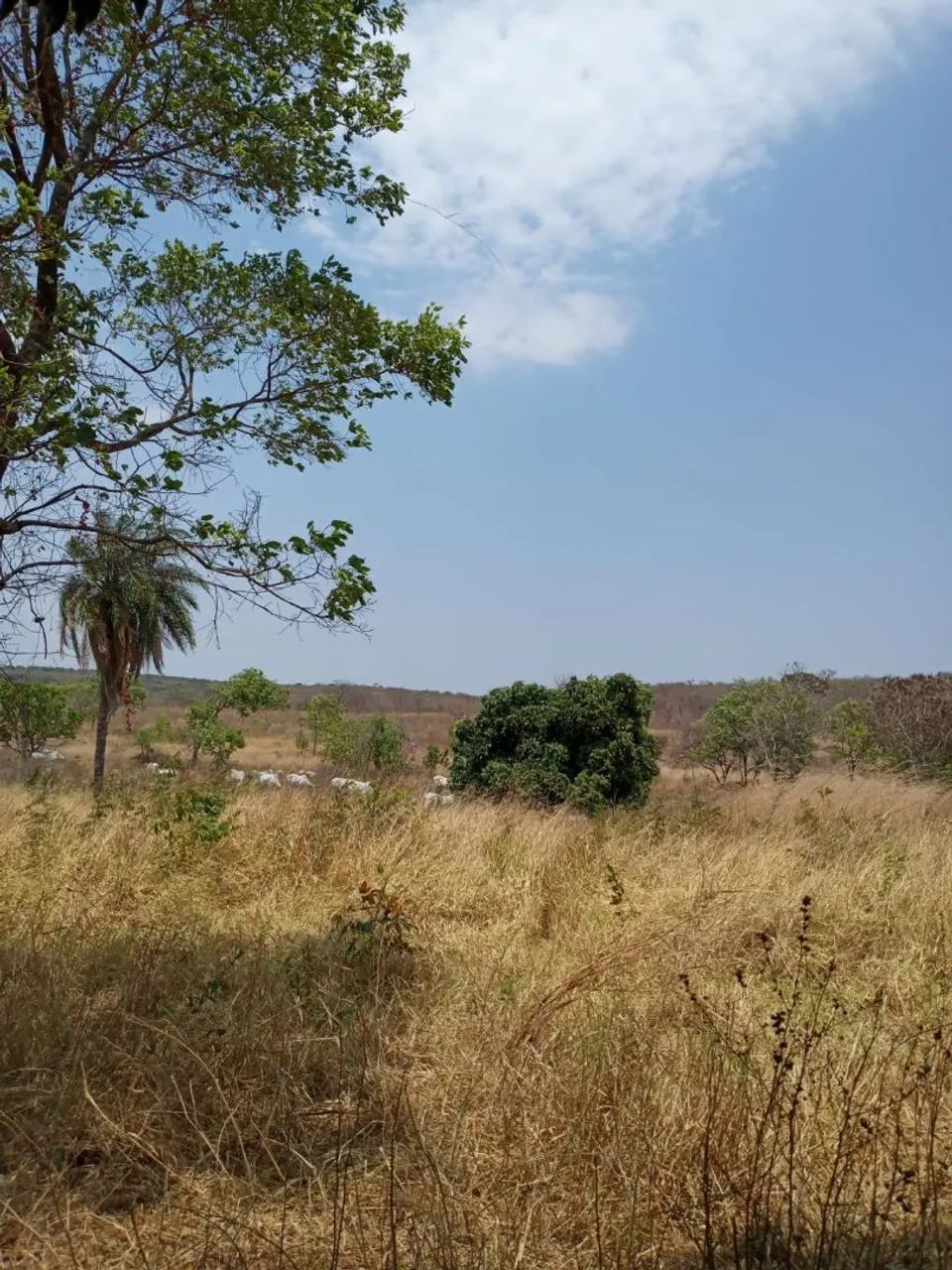 Vendo fazenda  - Foto 4