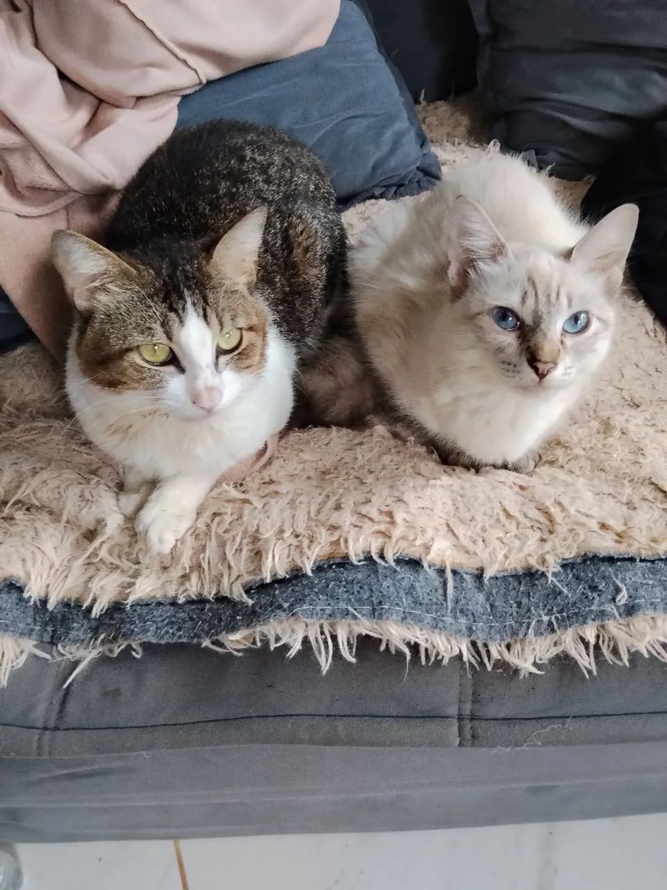 Adoção de gato e gata  - Foto 2