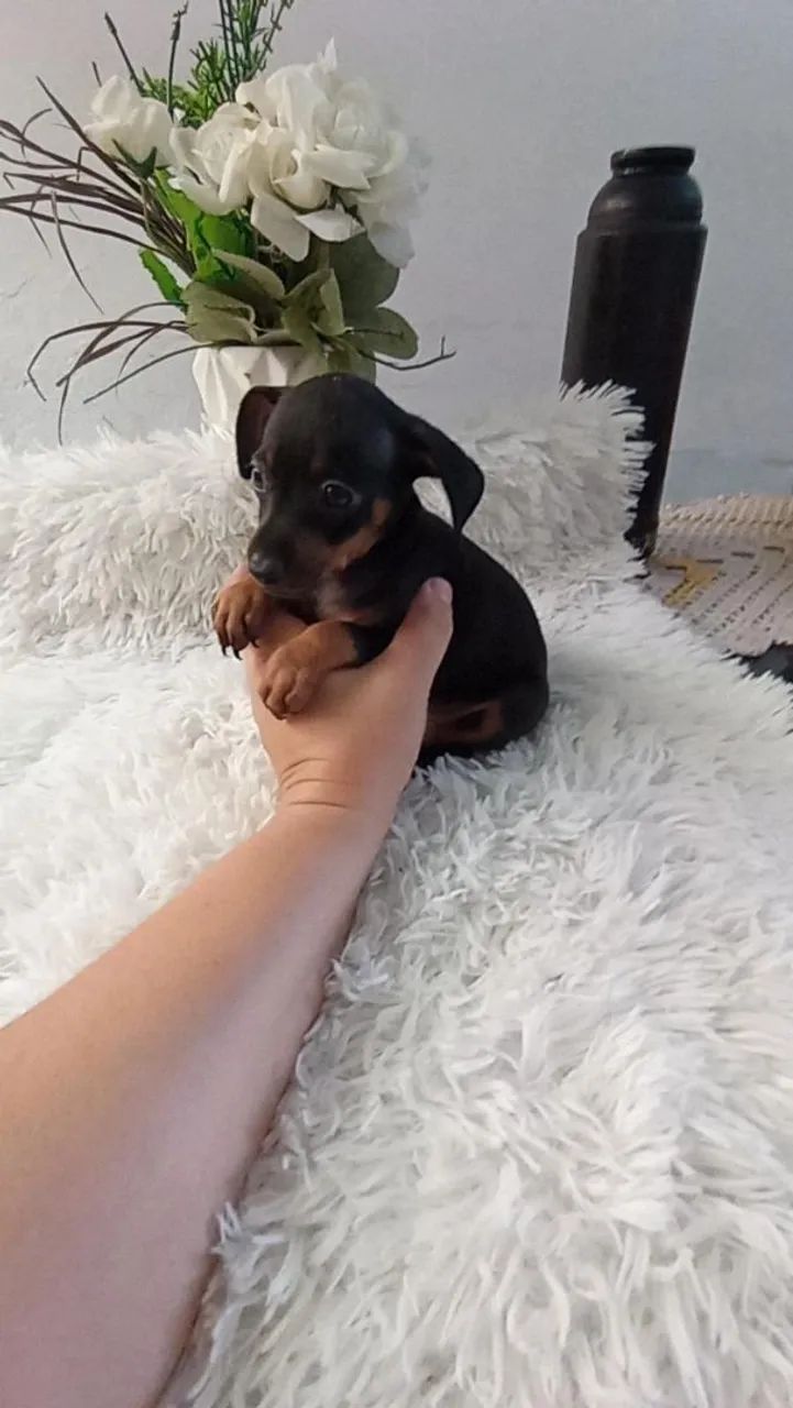 Pinscher  macho