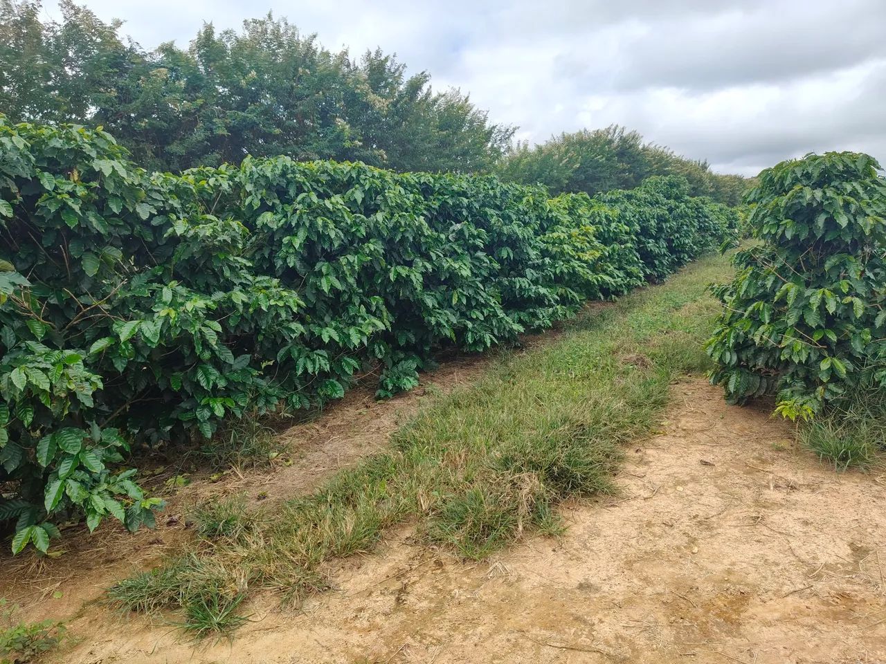 FAZENDA DE CAFÉ COM 140HECTARES, RENTABILIDADE IMEDIATA!! - Foto 5