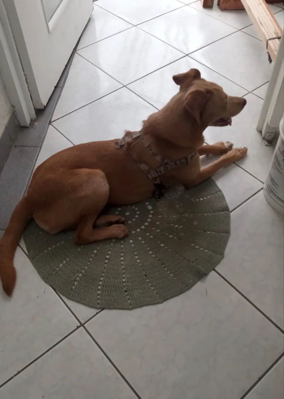 CACHORRA - ADOÇÃO RESPONSÁVEL  - Foto 3