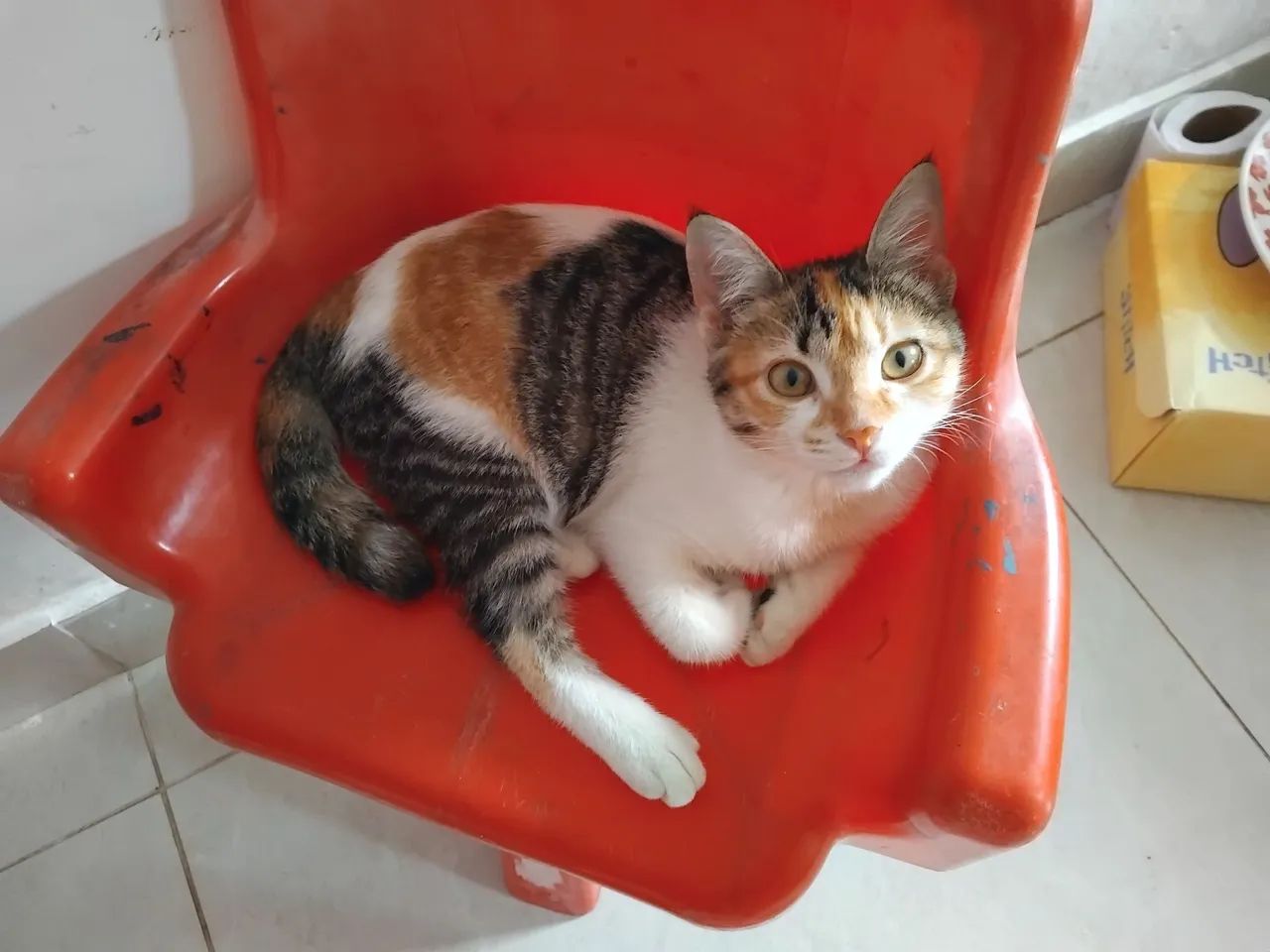 Gatinha para doação  - Foto 4