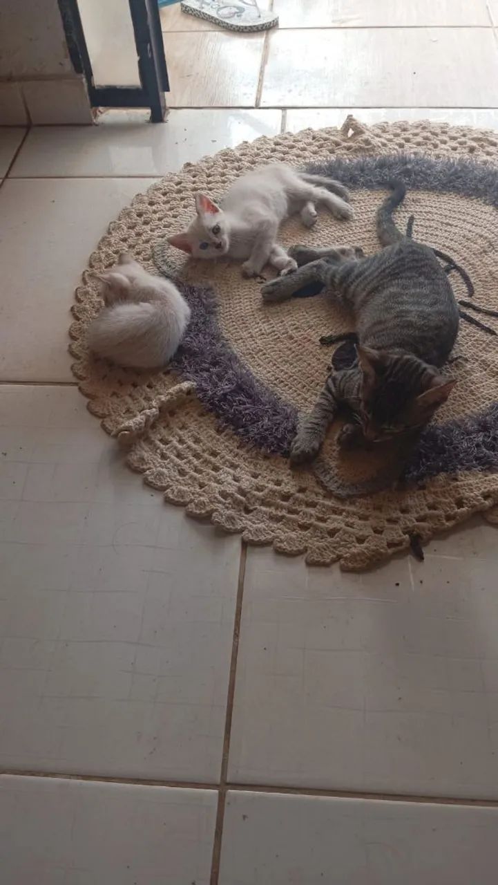 Doação de gatos - Foto 5