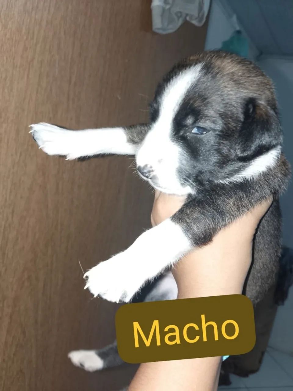 Doação de cachorro macho  - Foto 3