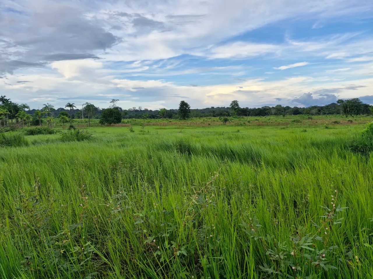 Sítio a venda  - Foto 2