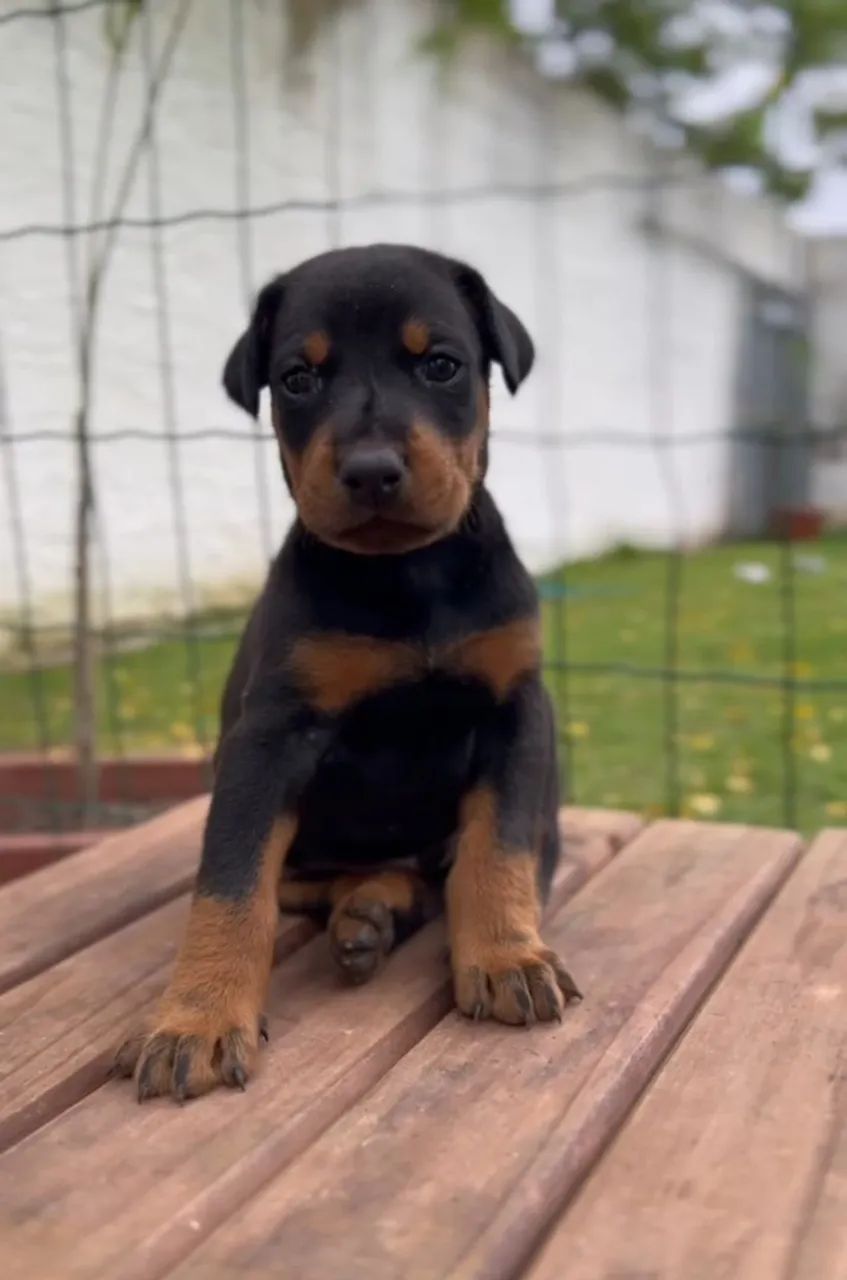 Doberman - PEDIGREE CBKC - Foto 5