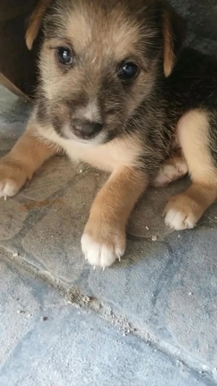 Cachorra