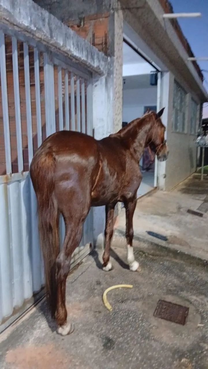 Cavalo  - Foto 6
