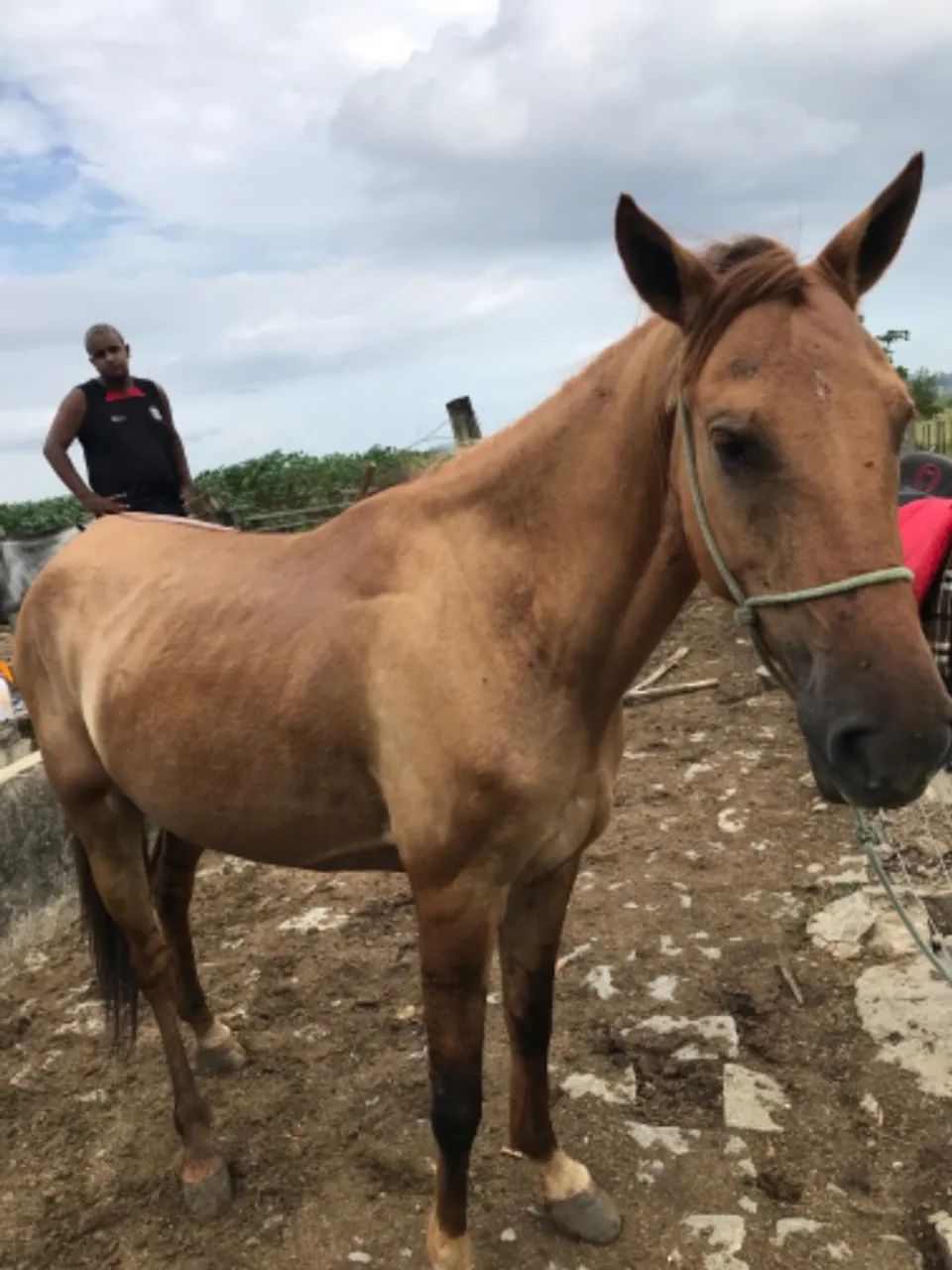 Vendo égua baía marcha picada mangalarga  - Foto 2
