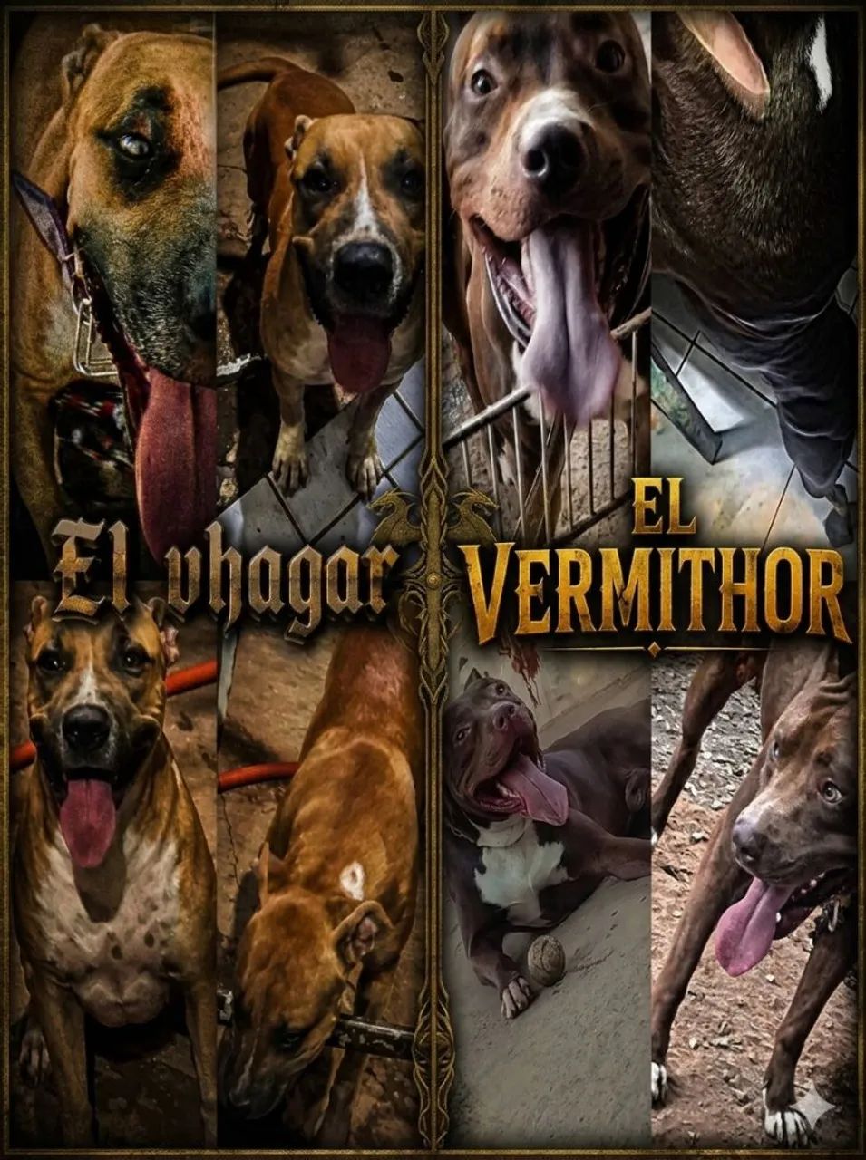 FILHOTE DE PIT MONSTER  - Foto 5