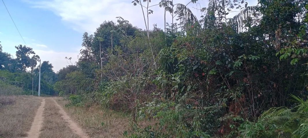 Terreno em novo Airão - Foto 2