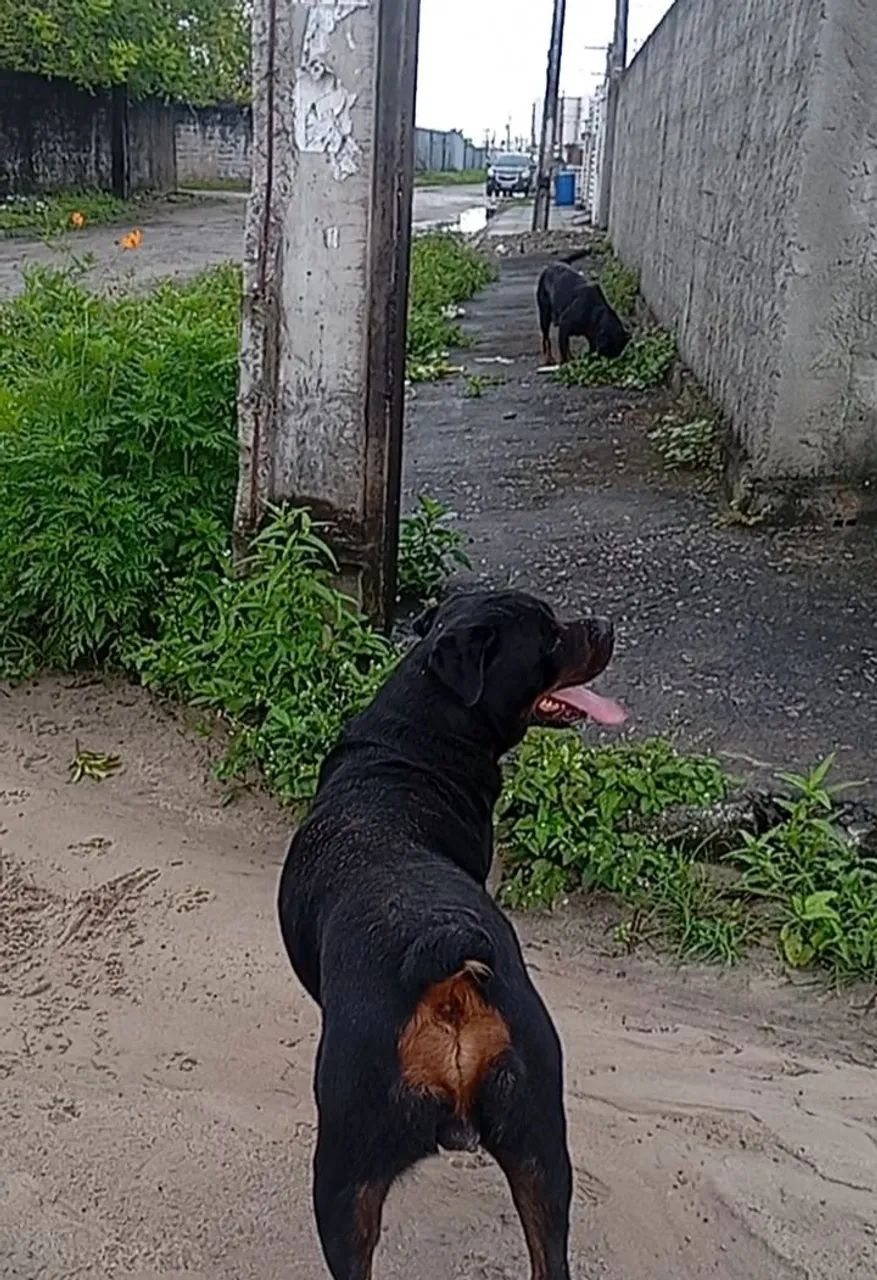 Filhotes de Rottweiler  - Foto 5