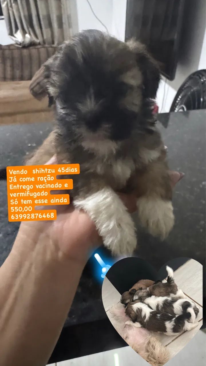 Cachorro macho 