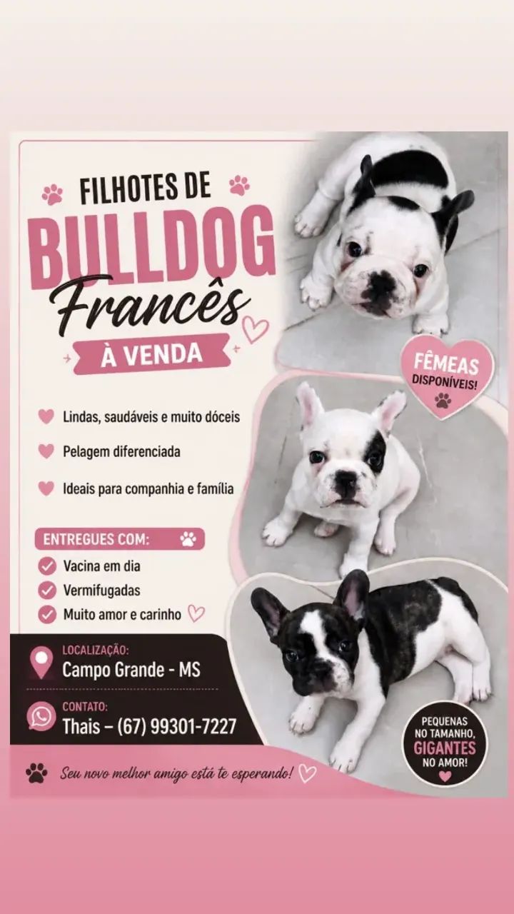Bulldog francês 
