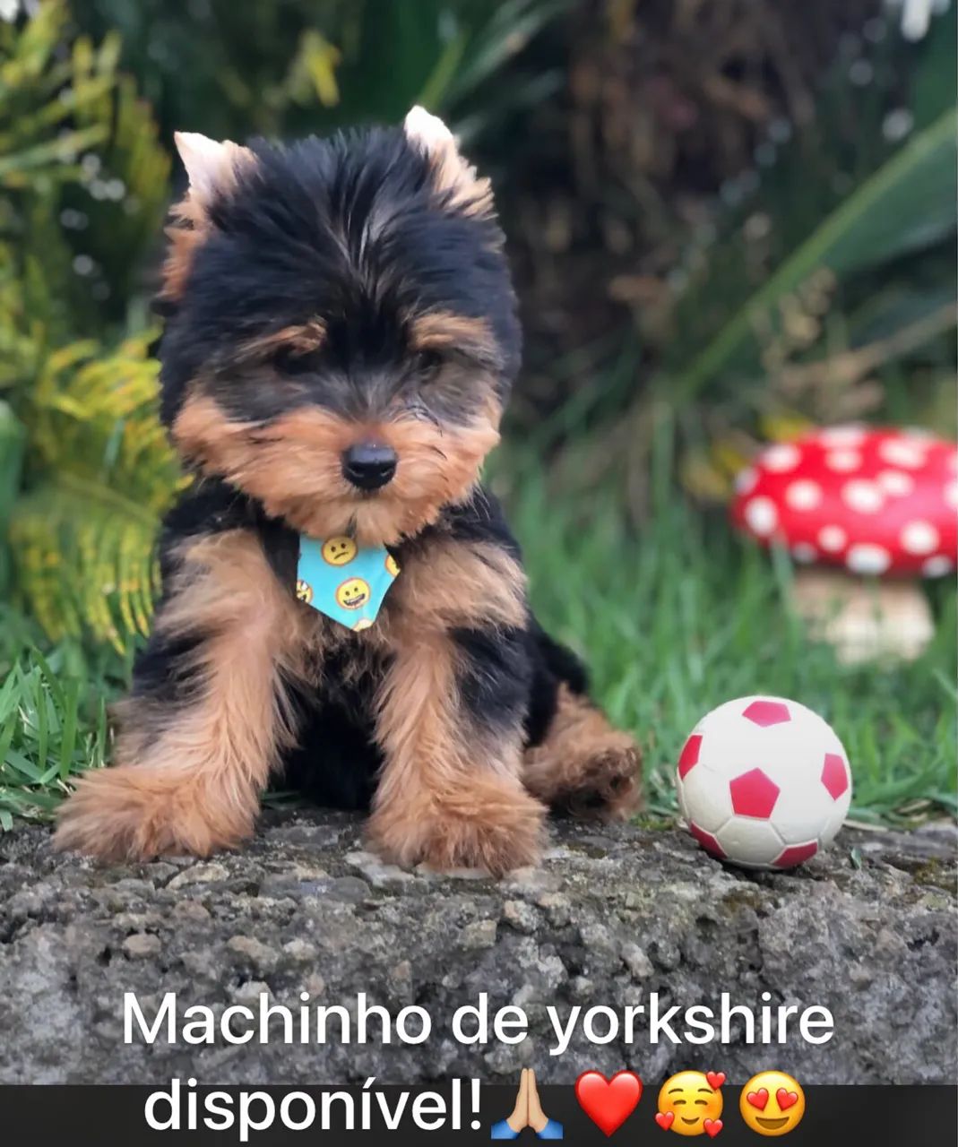 Yorkshire  - Foto 2
