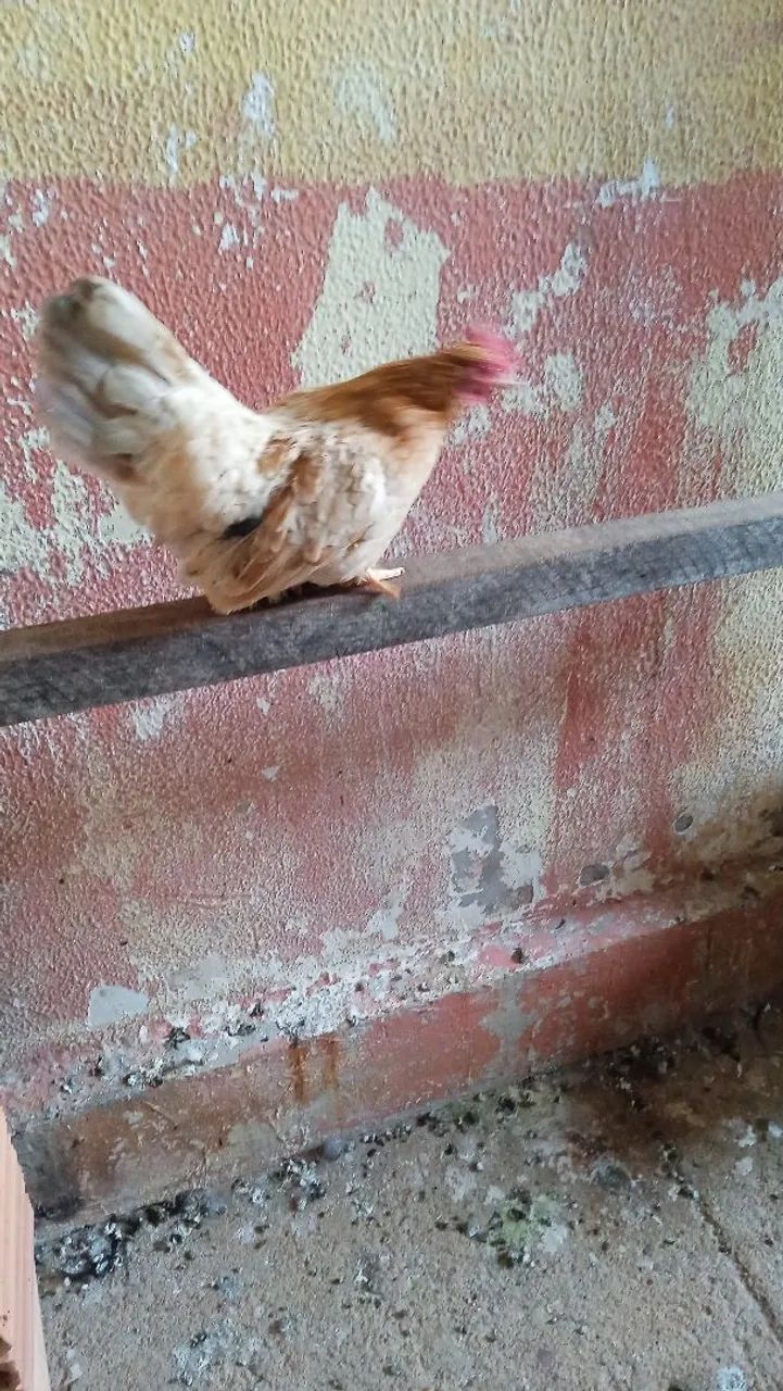 Vendo um galo e uma galinha da raça nakasaki  - Foto 2