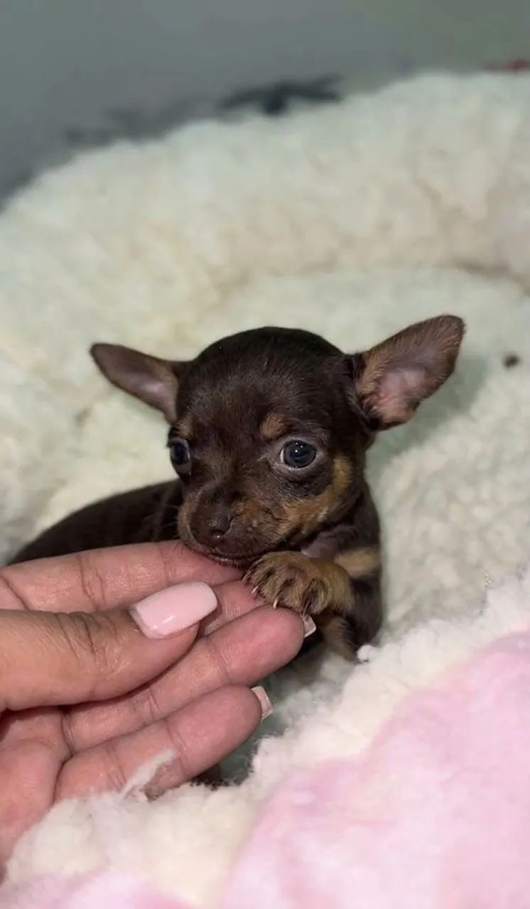 PINSCHER - Foto 2