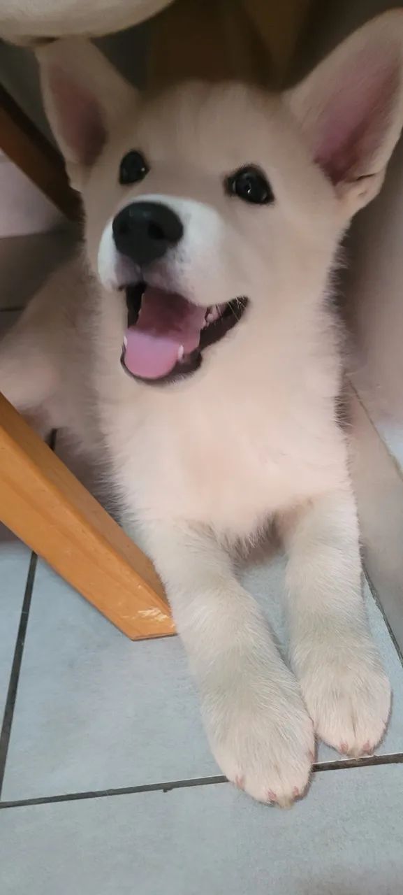 Husky siberiano  - Foto 2