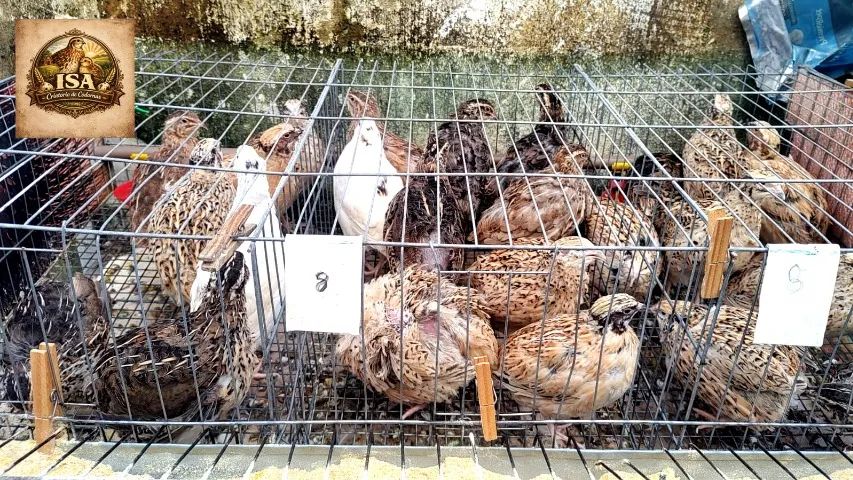Codornas Gigantes , Pintos e Ovos Férteis  - Foto 3