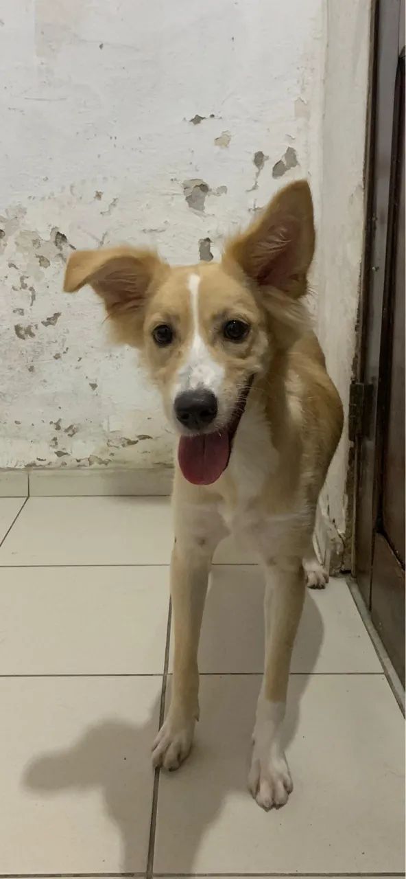 Adoção responsável  - Foto 2