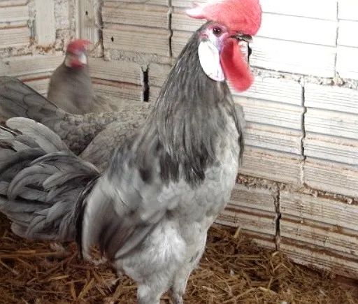 Galinhas e Galos Cara de Palhaço - Branco, Preto e Cinza (Raça Pura) - Foto 2