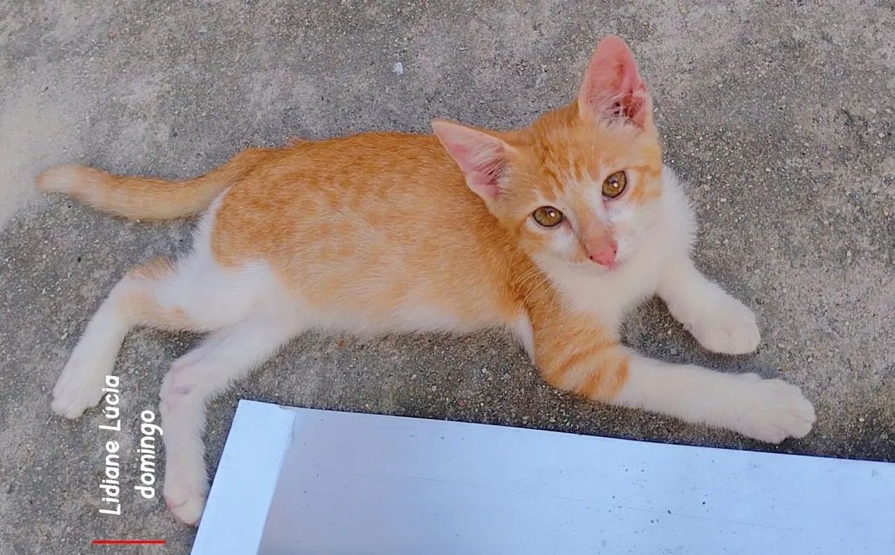 Gatinho - Foto 4