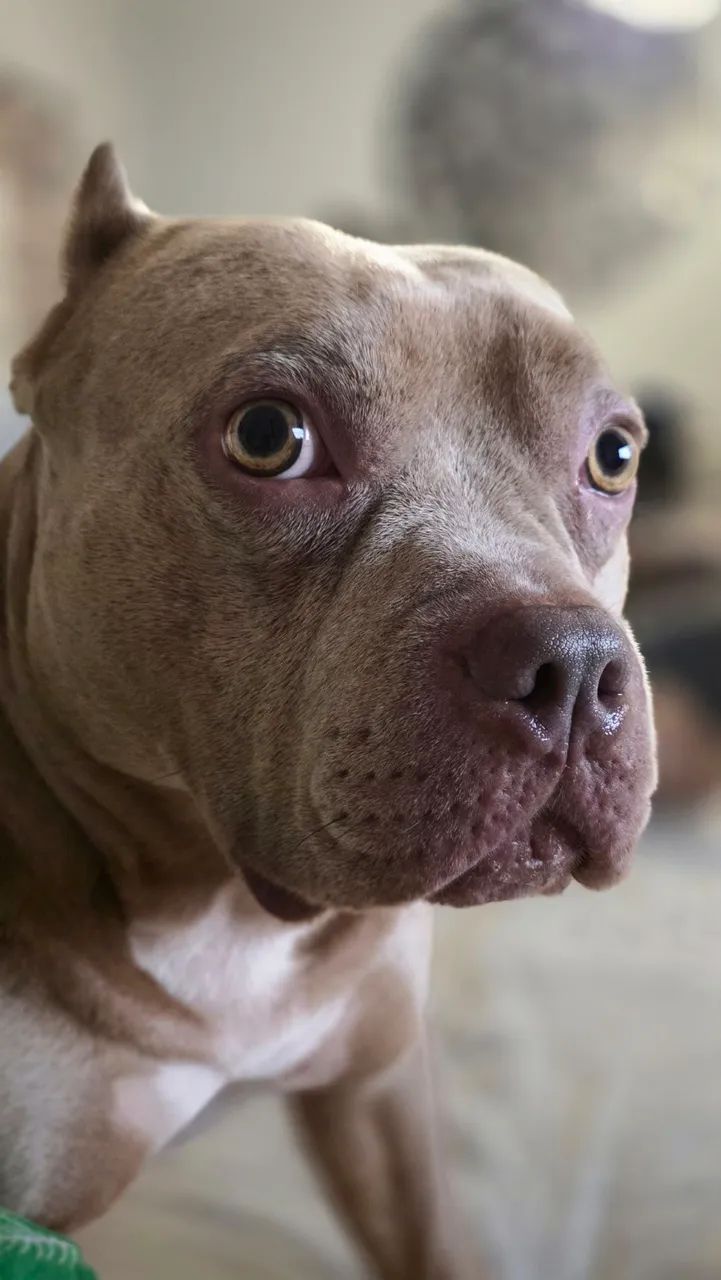 American bully em busca de namorada