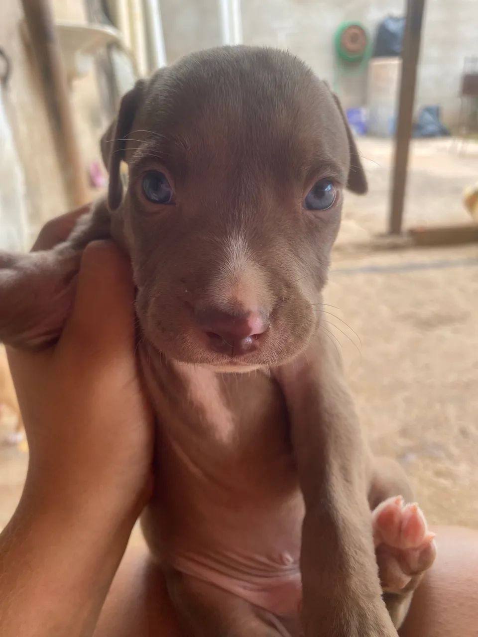 Pit bull puro - Foto 2