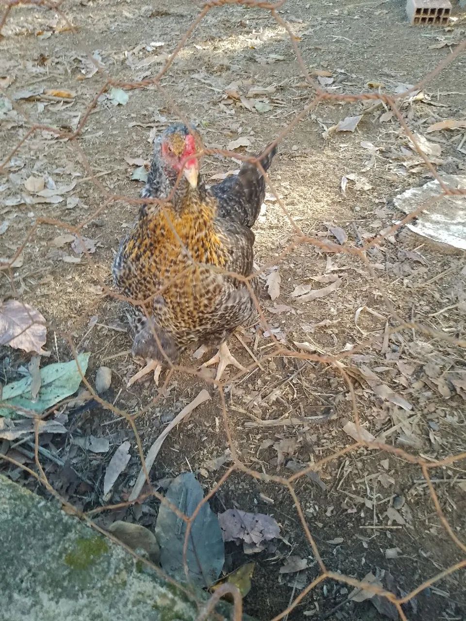 Galinha e um galo - Foto 2